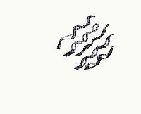 くせ毛の毛根から直毛がはえ始めた髪を見た事がありますか?